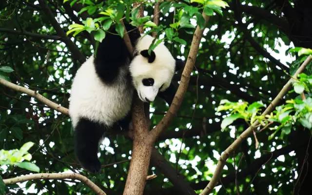 都江堰熊猫谷铲屎官报名,成都大熊猫铲屎官志愿者活动