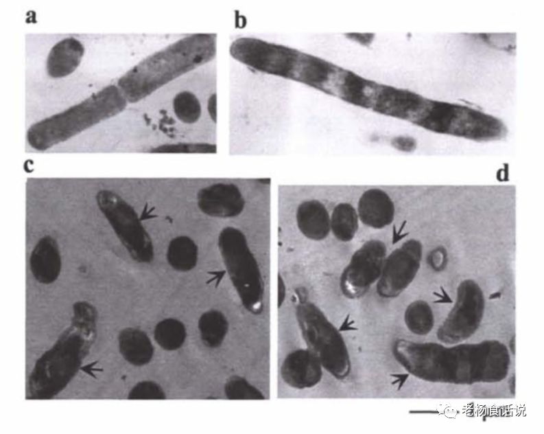 弯曲乳杆菌卷曲乳杆菌,弯曲乳杆菌