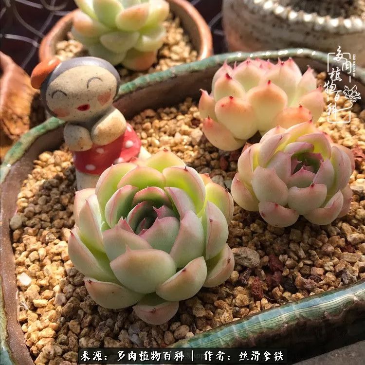 夏季比较耐晒的多肉,夏日的多肉