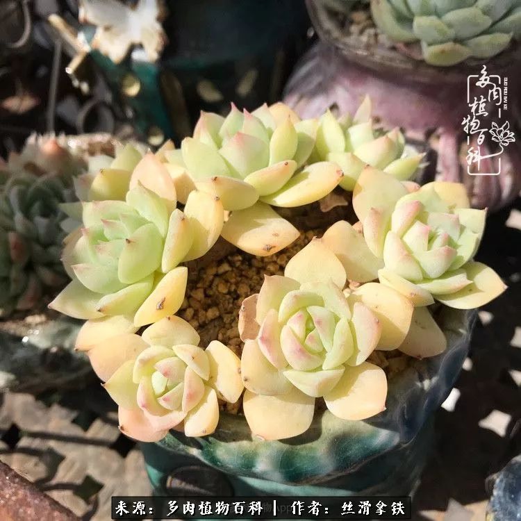 夏季比较耐晒的多肉,夏日的多肉