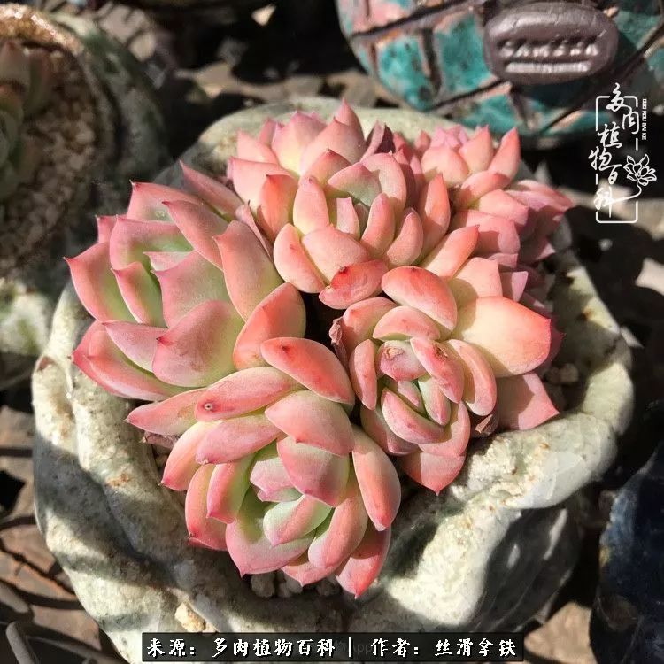 夏季比较耐晒的多肉,夏日的多肉