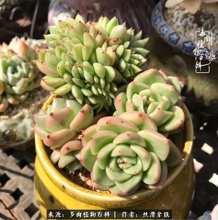 夏季比较耐晒的多肉,夏日的多肉