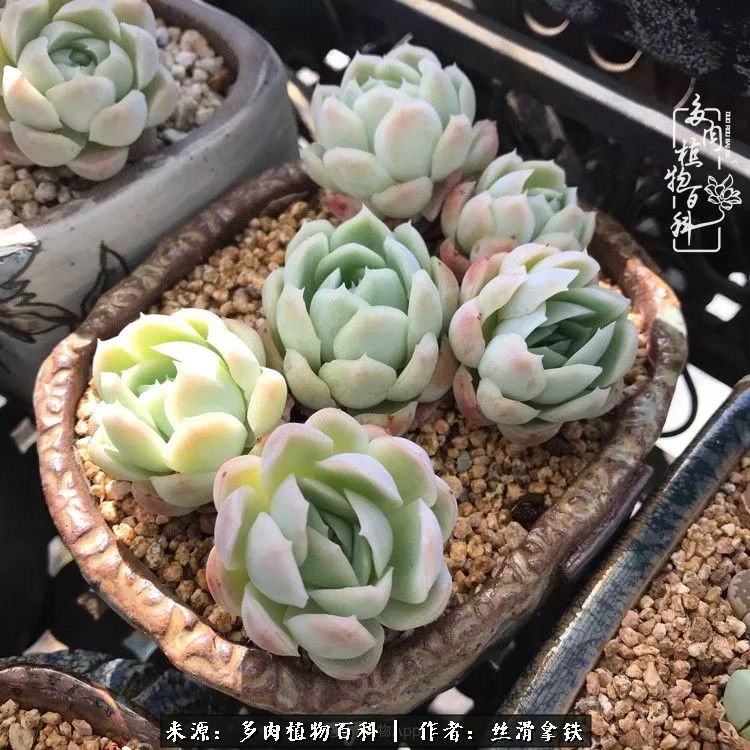 夏季比较耐晒的多肉,夏日的多肉