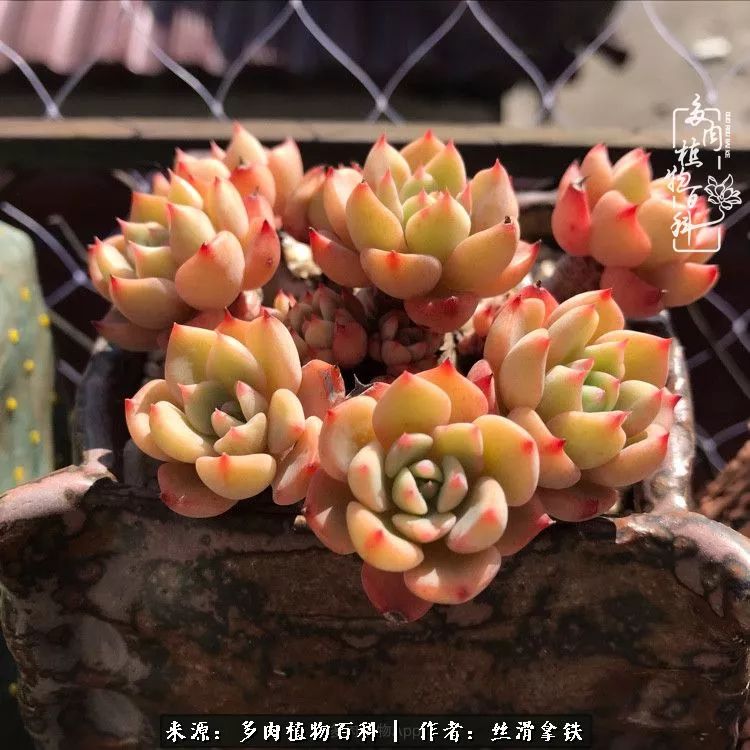 夏季比较耐晒的多肉,夏日的多肉