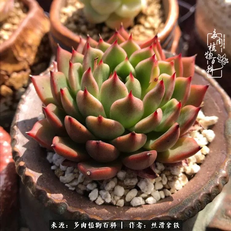 夏季比较耐晒的多肉,夏日的多肉