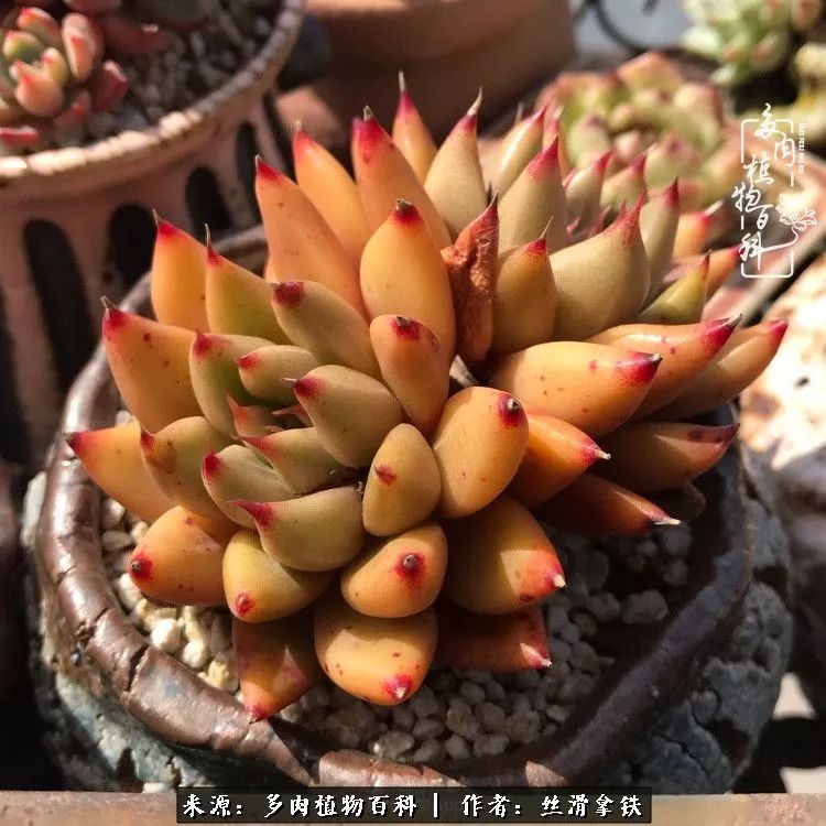 夏季比较耐晒的多肉,夏日的多肉