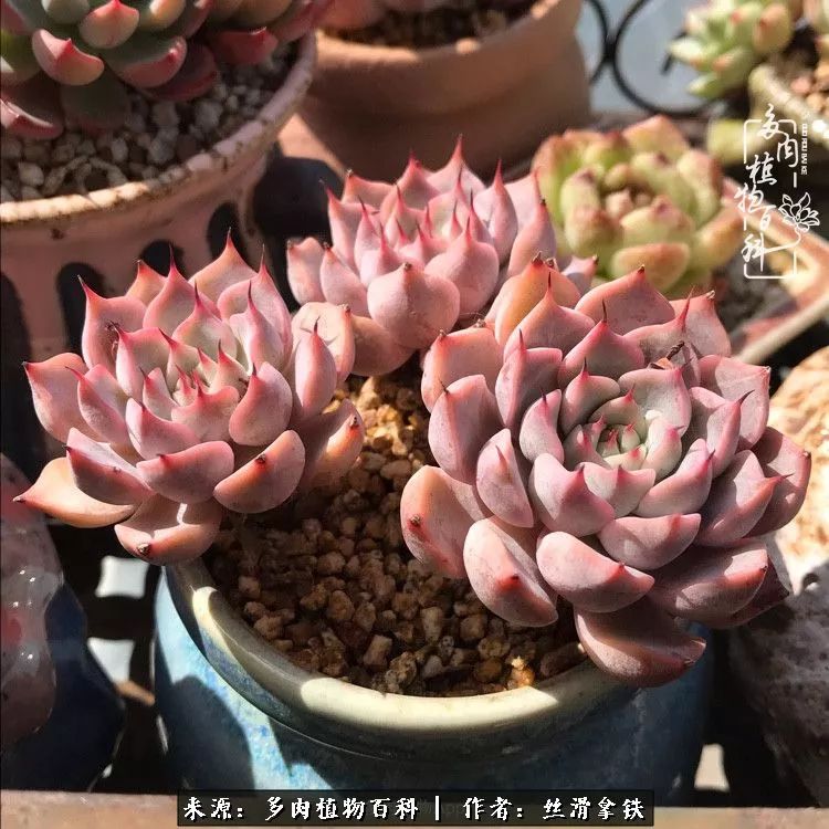 夏季比较耐晒的多肉,夏日的多肉