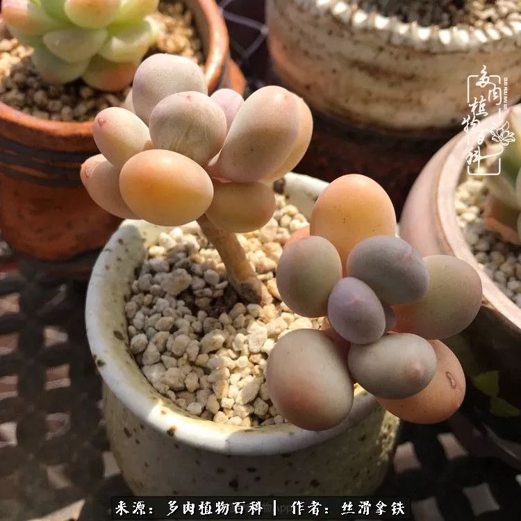 夏季比较耐晒的多肉,夏日的多肉