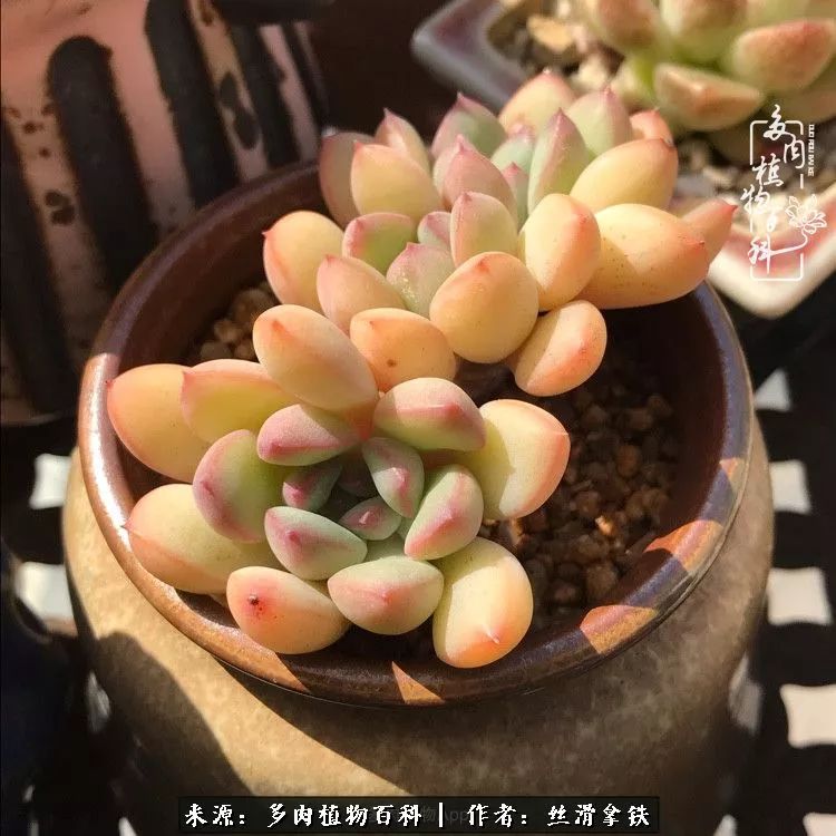 夏季比较耐晒的多肉,夏日的多肉