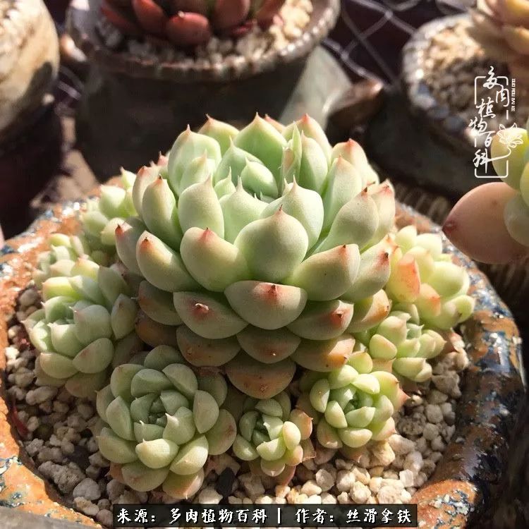 夏季比较耐晒的多肉,夏日的多肉