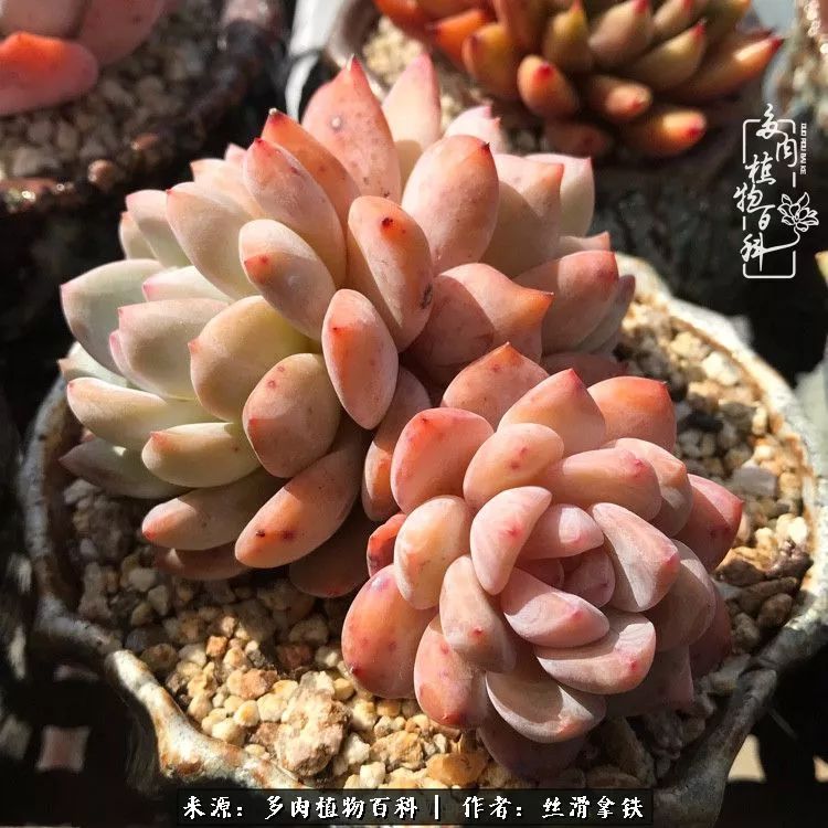 夏季比较耐晒的多肉,夏日的多肉