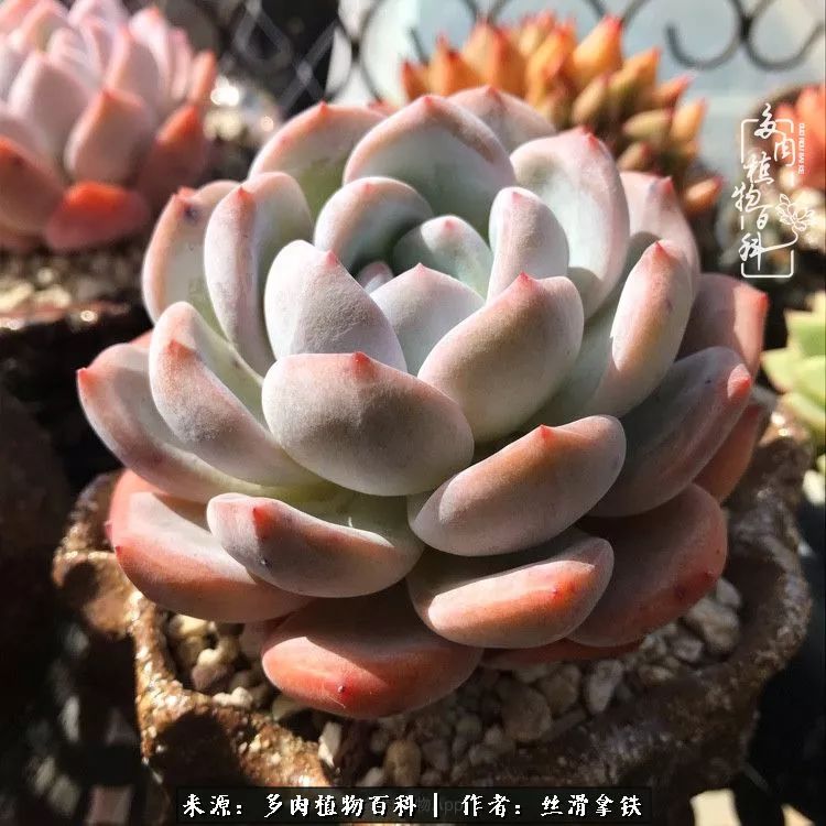 夏季比较耐晒的多肉,夏日的多肉