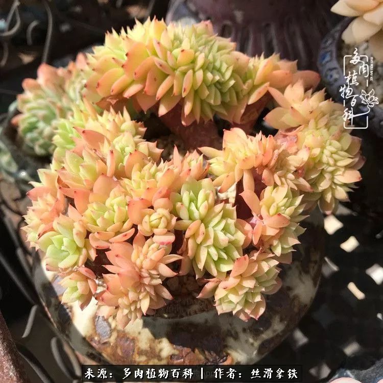 夏季比较耐晒的多肉,夏日的多肉