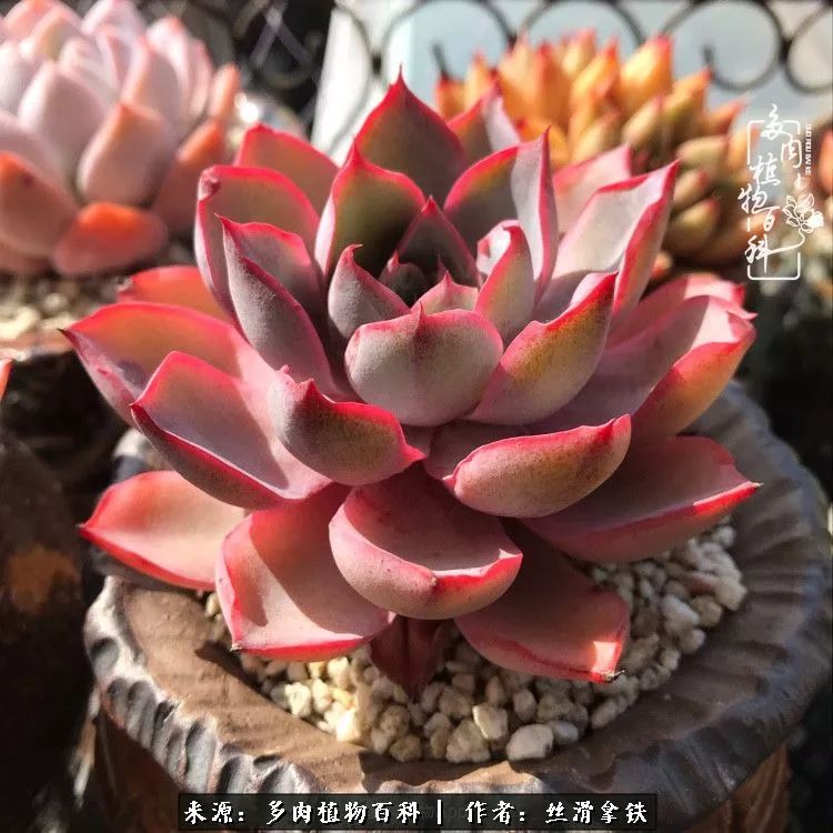 夏季比较耐晒的多肉,夏日的多肉