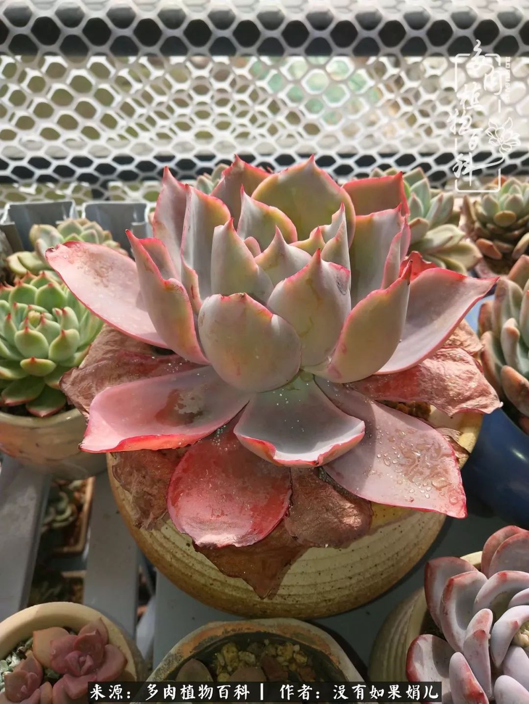 一个80后的养殖人,农村80后养肉人