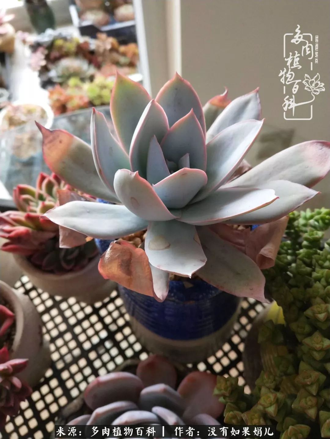 一个80后的养殖人,农村80后养肉人