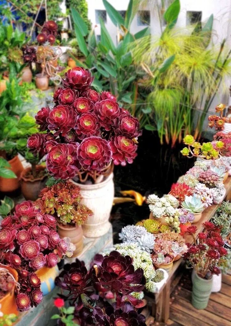 一个80后的养殖人,农村80后养肉人