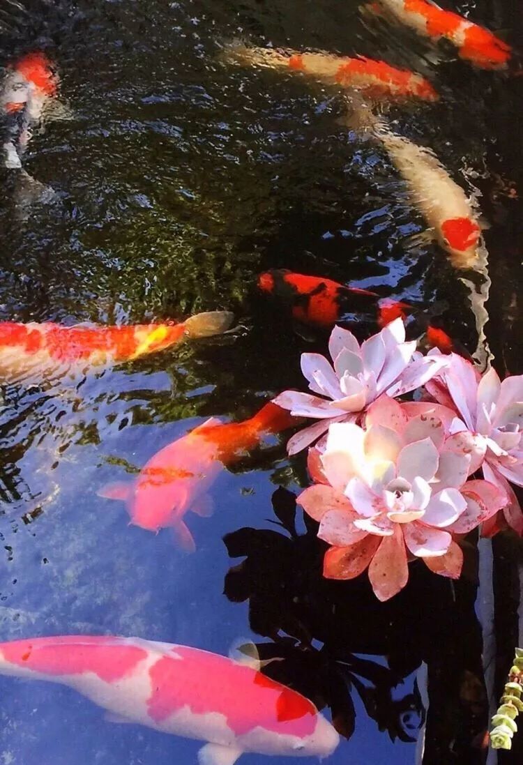 一个80后的养殖人,农村80后养肉人