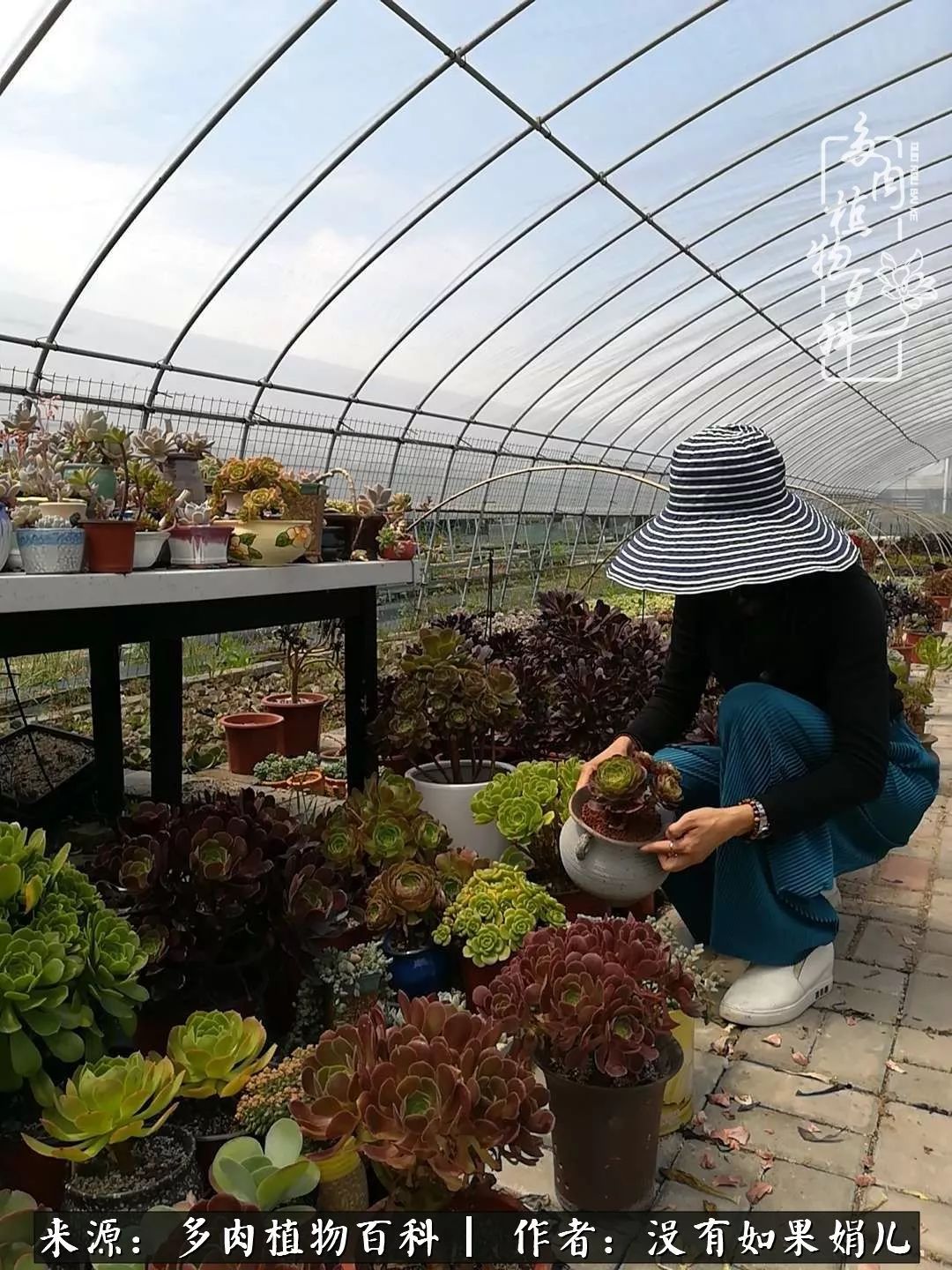 一个80后的养殖人,农村80后养肉人