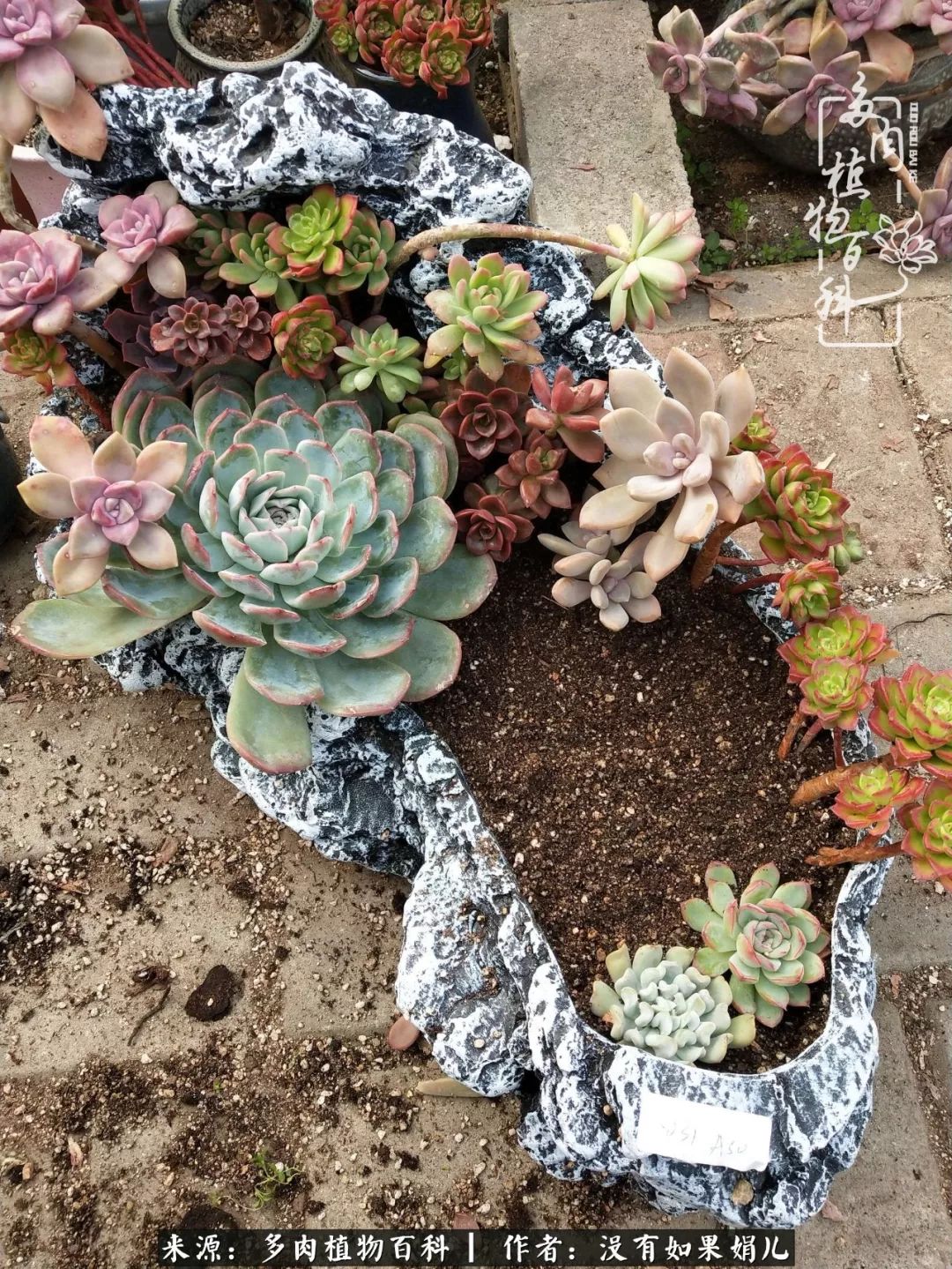 一个80后的养殖人,农村80后养肉人