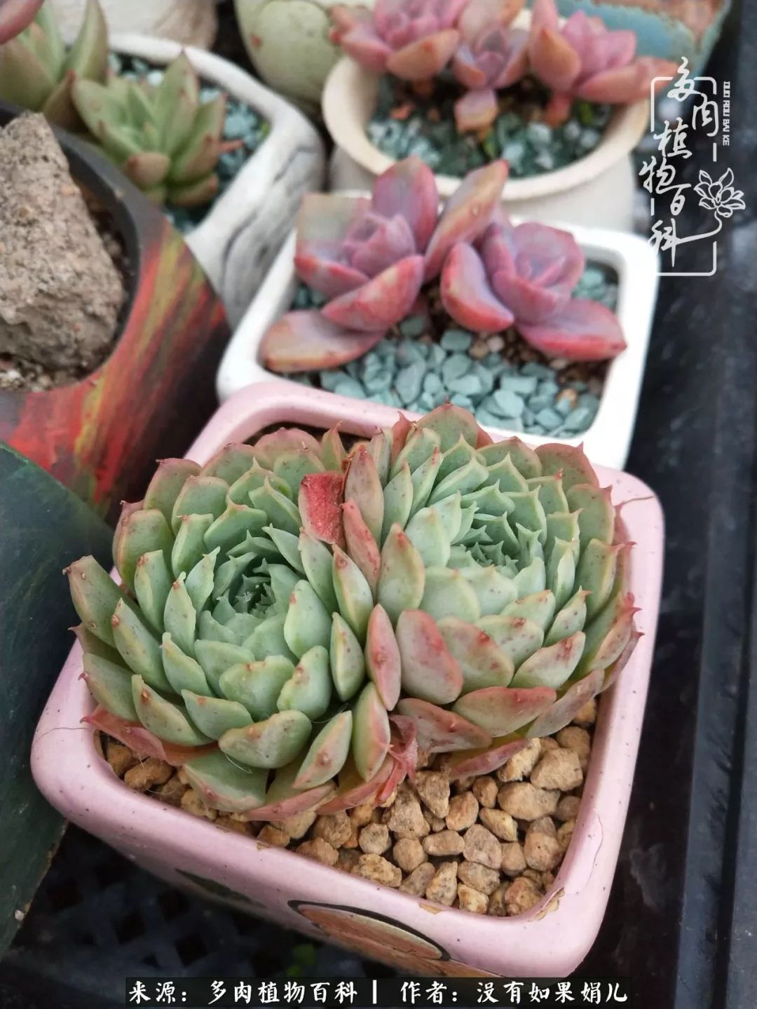 一个80后的养殖人,农村80后养肉人