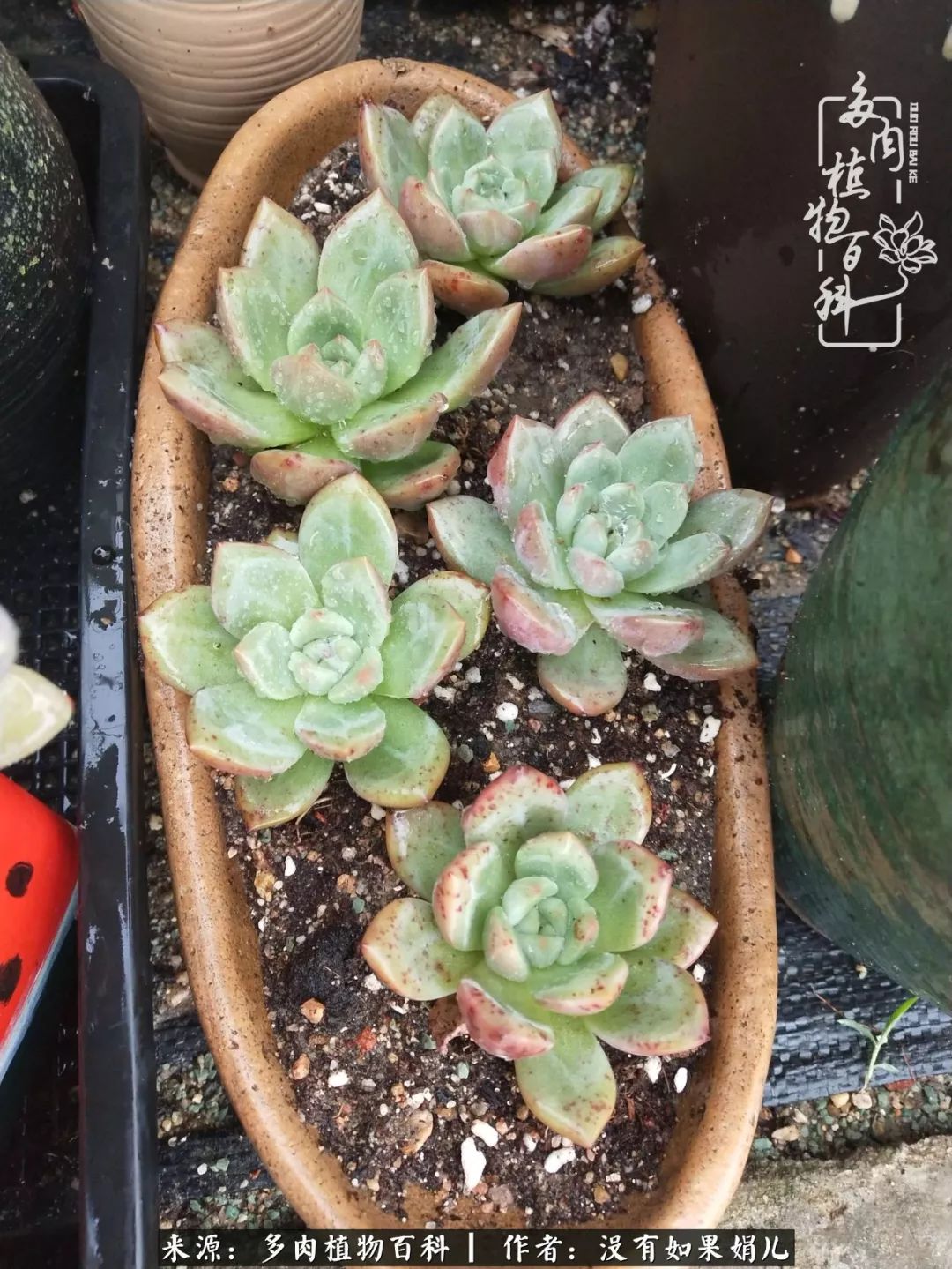 一个80后的养殖人,农村80后养肉人