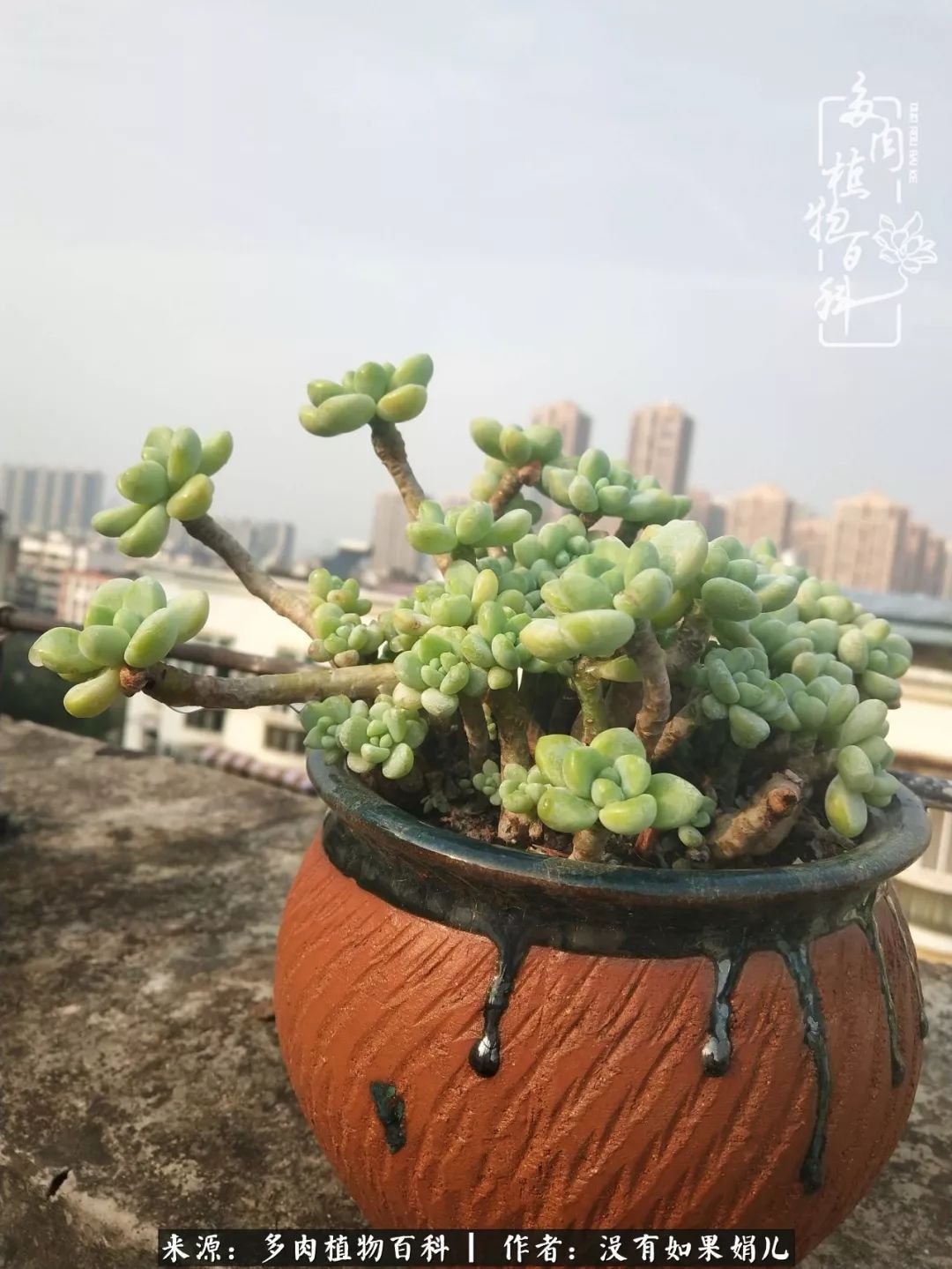 一个80后的养殖人,农村80后养肉人