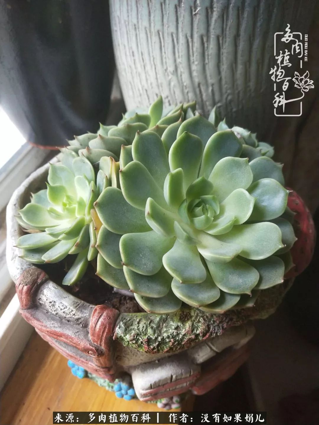 一个80后的养殖人,农村80后养肉人