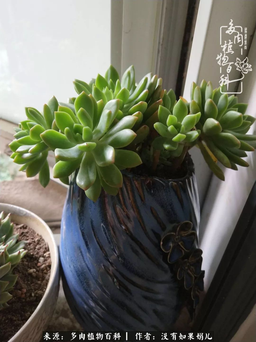 一个80后的养殖人,农村80后养肉人