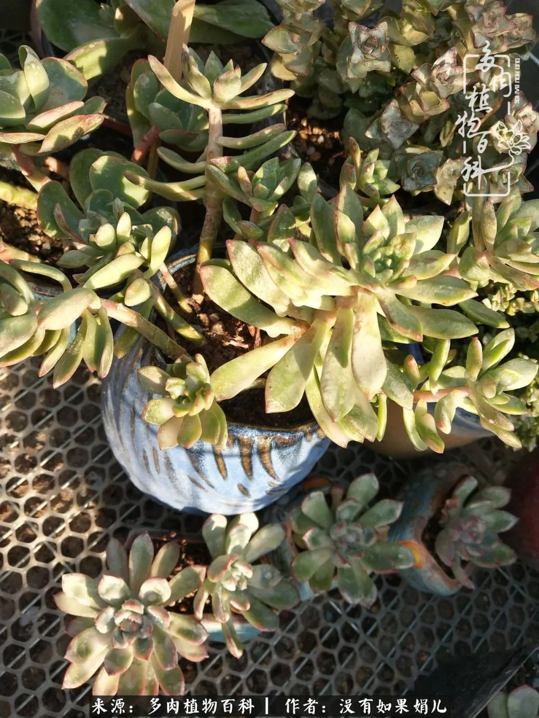 一个80后的养殖人,农村80后养肉人