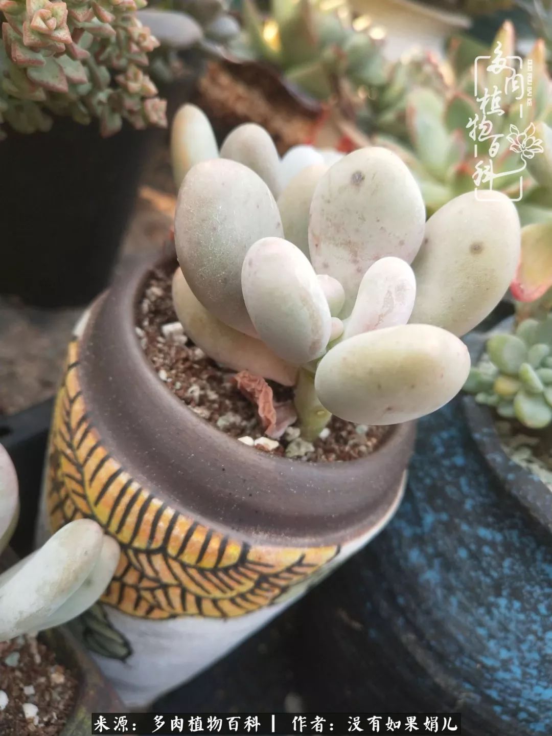 一个80后的养殖人,农村80后养肉人