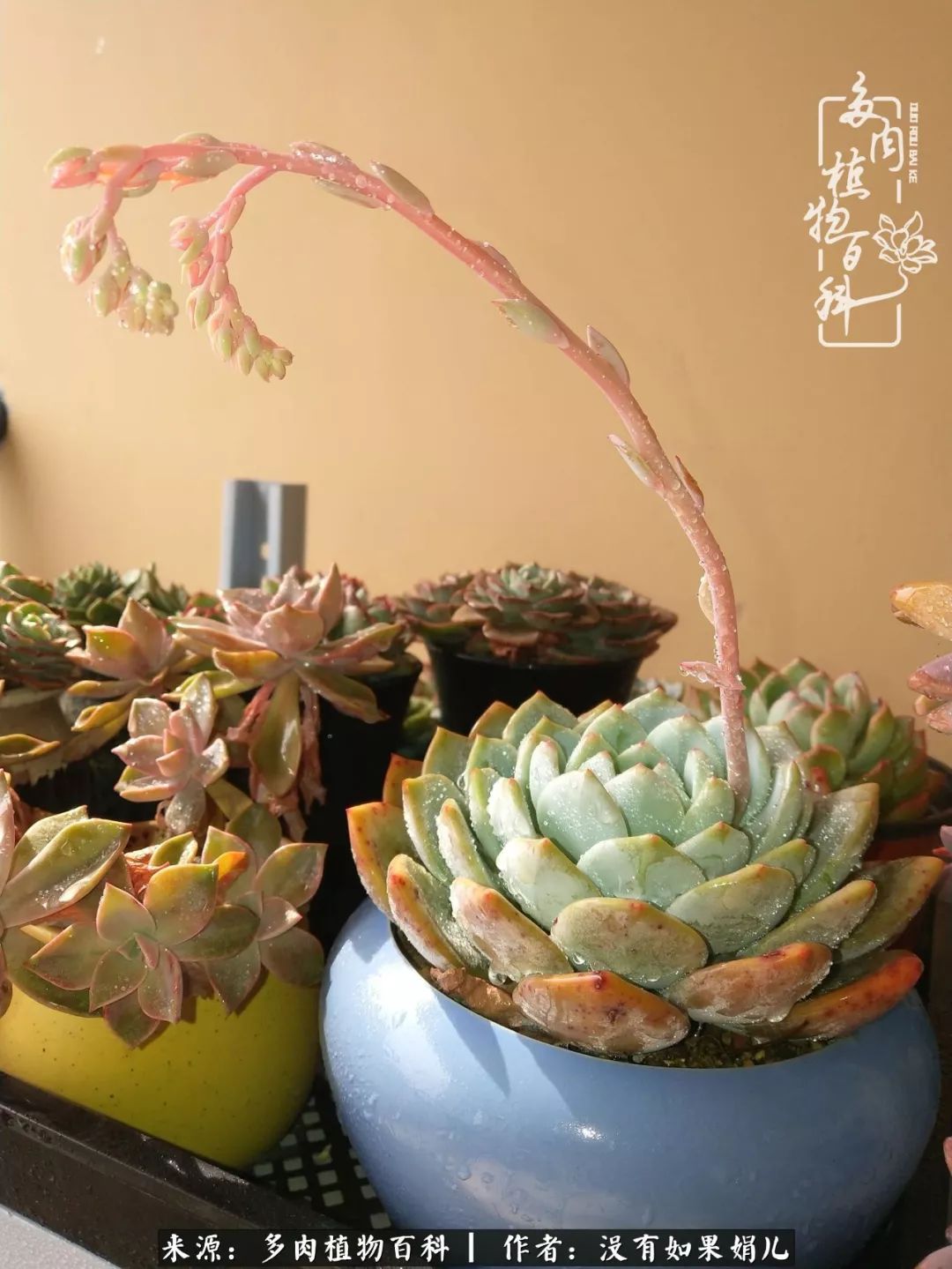 一个80后的养殖人,农村80后养肉人