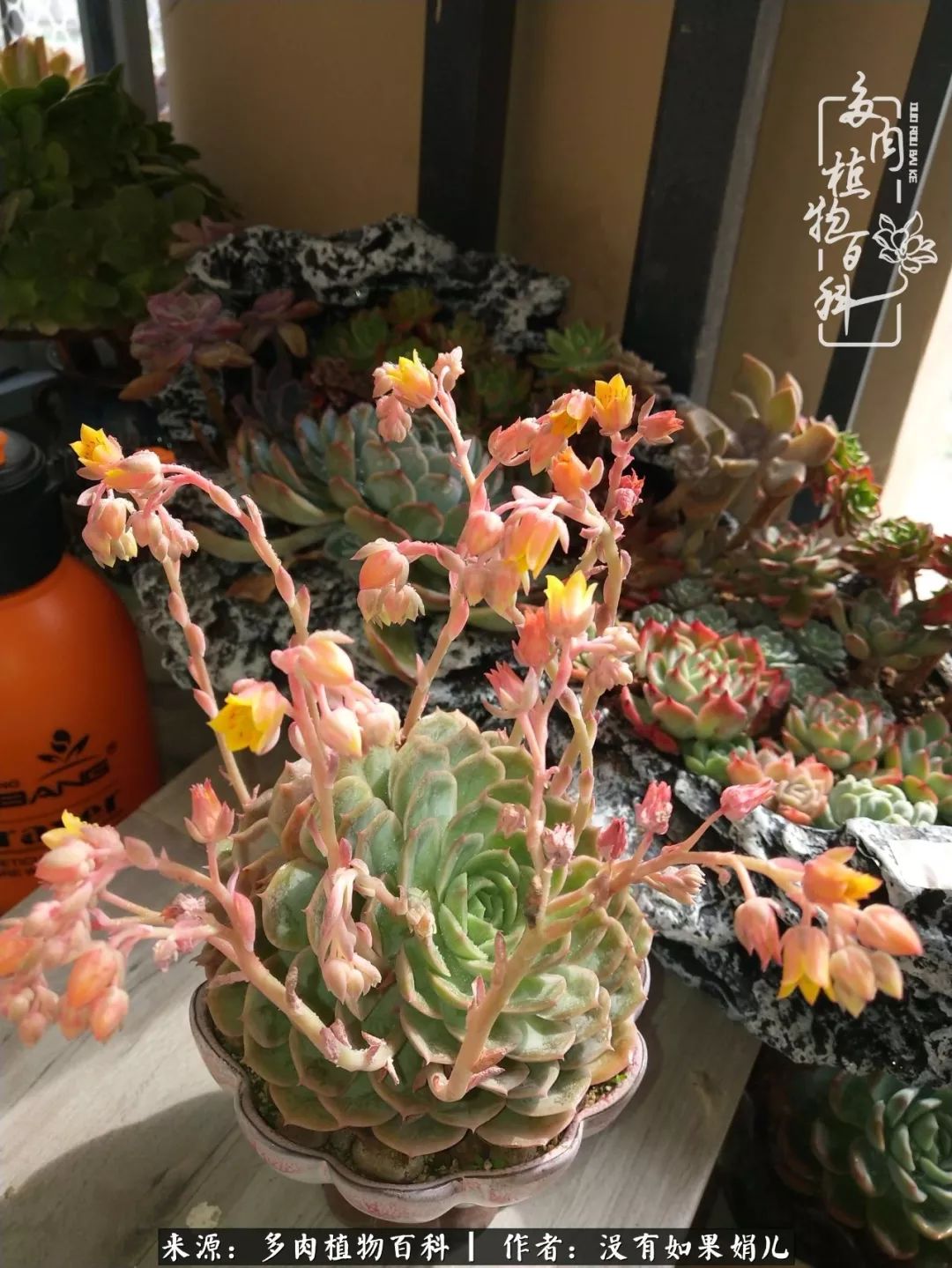 一个80后的养殖人,农村80后养肉人