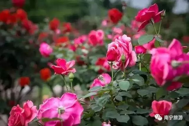 南宁六一免费景点推荐,南宁六一儿童游玩攻略