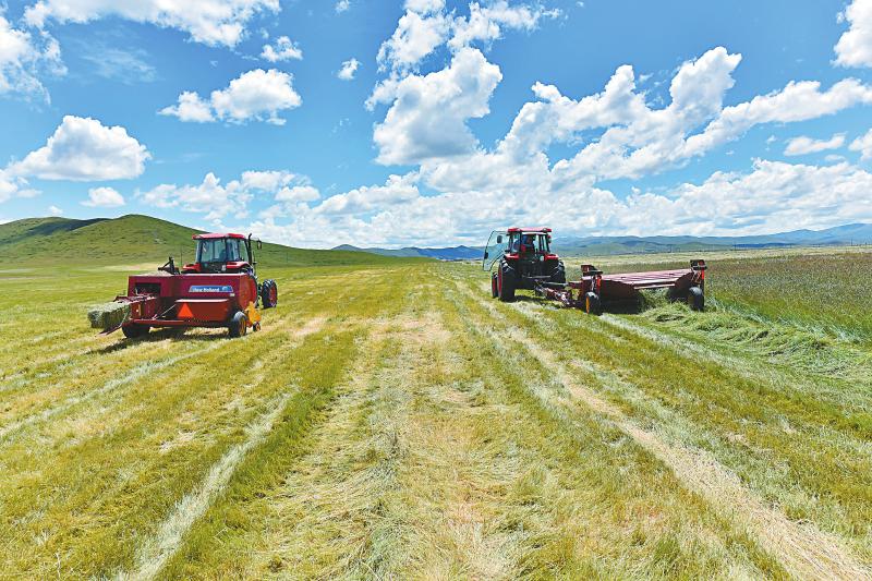 红原天池肥牛,红原牦牛出肉率