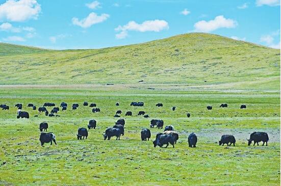 现代畜牧业发展趋势,现代畜牧业发展前景