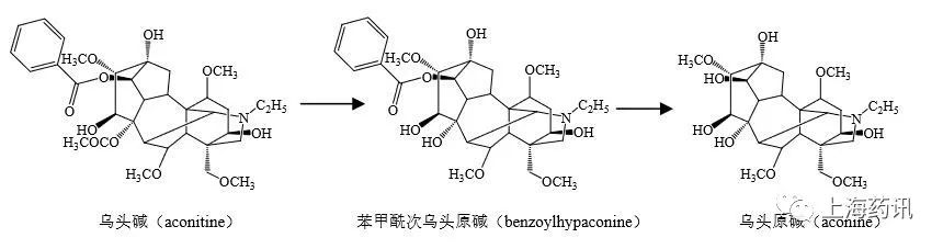 最是惊鸿一瞥的毛茛科“毒花”—草乌