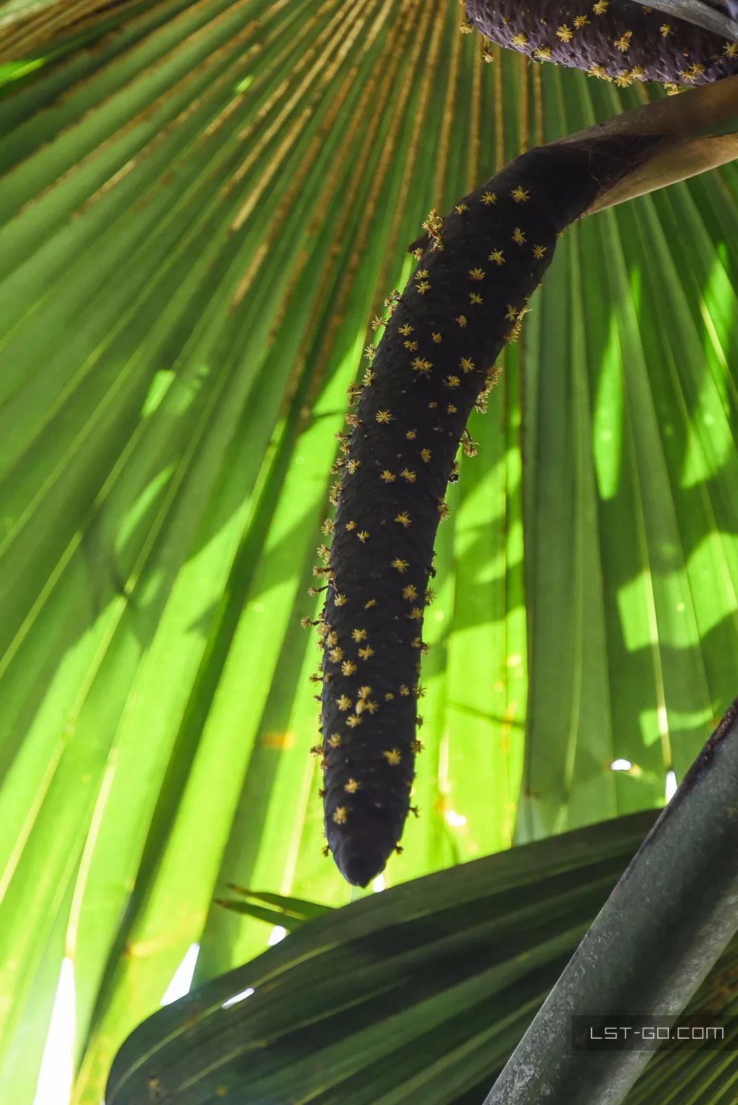 这些海岛人少景美不输马代,马尔代夫一价全包亲子游岛屿推荐