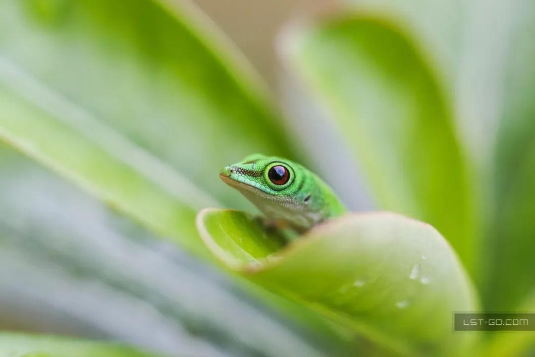 这些海岛人少景美不输马代,马尔代夫一价全包亲子游岛屿推荐