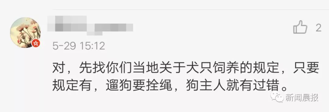 女子开车撞狗怎么判,女子驾车撞狗被判主责