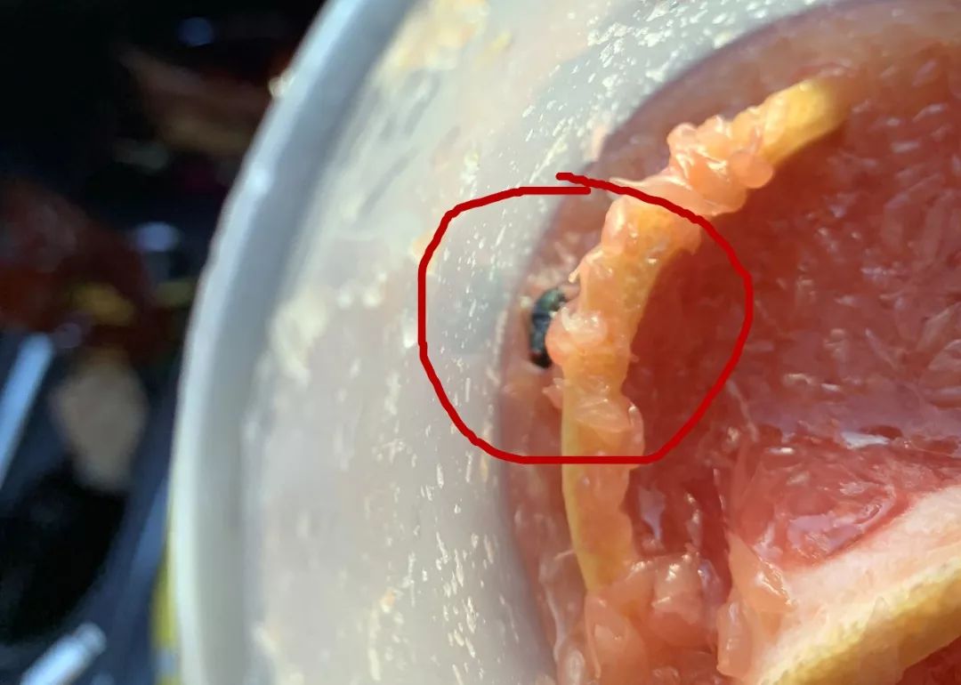 孕妇喝了喜茶,喜茶喝出绿头苍蝇身