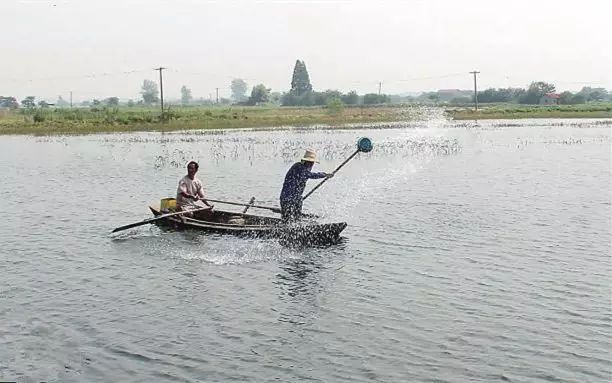 清水养蟹,清水养虾的弊端