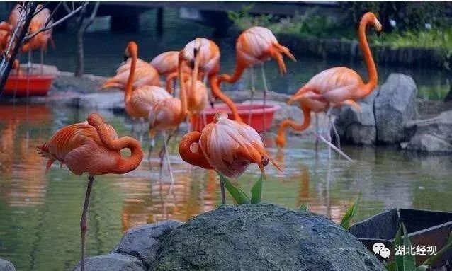 湖北家长六一,武汉下雨带小朋友玩的地方推荐