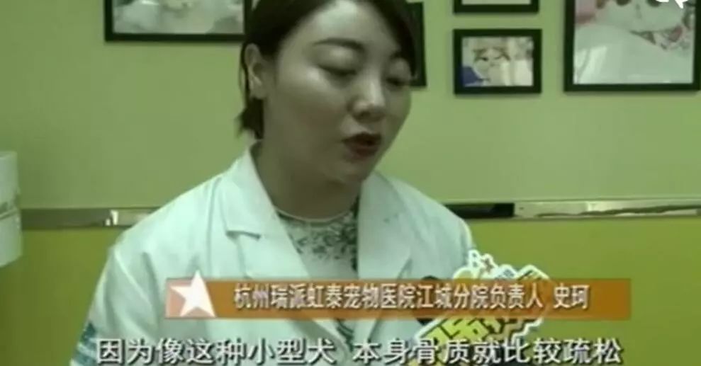 泰迪狗寄养接回来生病了,狗狗寄养宠物店受伤了