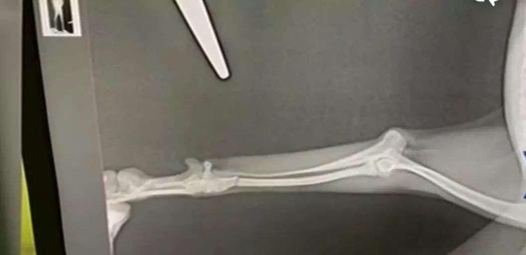 泰迪狗寄养接回来生病了,狗狗寄养宠物店受伤了