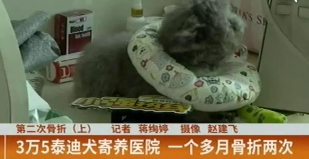 泰迪狗寄养接回来生病了,狗狗寄养宠物店受伤了