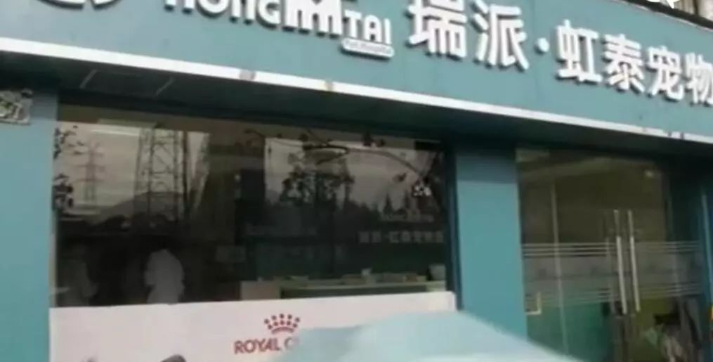 泰迪狗寄养接回来生病了,狗狗寄养宠物店受伤了