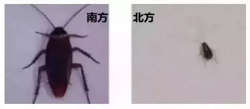 什么武器才能消灭蟑螂,制造消灭蟑螂的大型武器