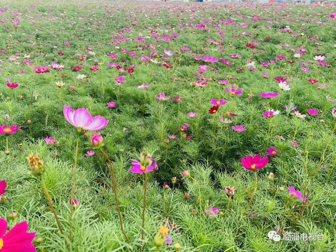 临淄花海公园在哪里,淄博临淄花海攻略