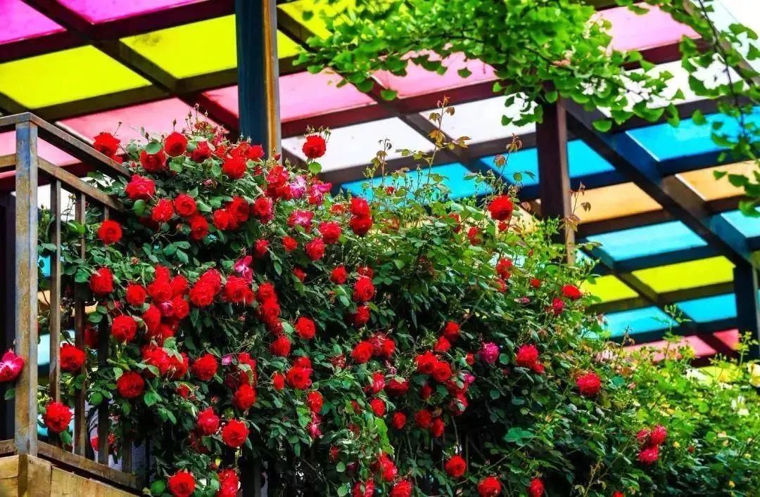 六一带娃成都周边旅游景点推荐,六一儿童节去成都游玩的穿搭